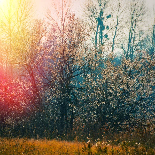 Güneşli Bir Günde Sonbahar Orman Kırsal — Stok fotoğraf