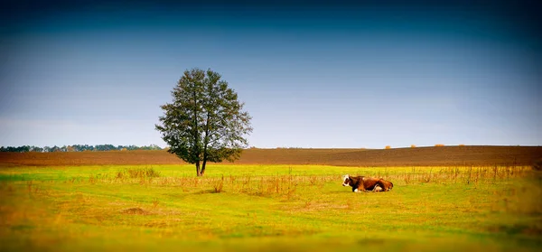 Vidéki Táj Tehén Őszi Nap — Stock Fotó