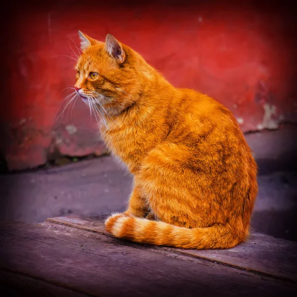 Husdjur Katt Sitter Stadsgata — Stockfoto