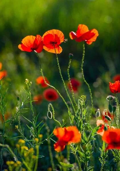 Wild Poppy Bloemen Een Veld Een Groene Onscherpe Achtergrond — Stockfoto