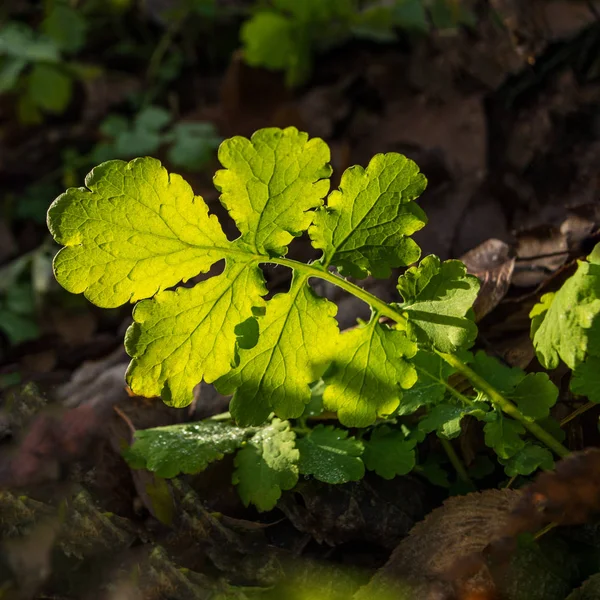 Πράσινα Φύλλα Φωτίζονται Από Τον Ήλιο Σκούρο Φόντο — Φωτογραφία Αρχείου