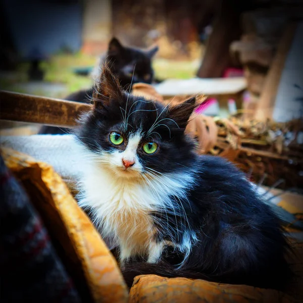 Portrait Young Abandoned Kitten — Stock Photo, Image