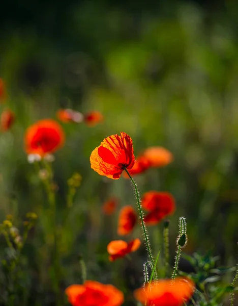 Campo Flores Amapola Roja Estepa — Foto de Stock