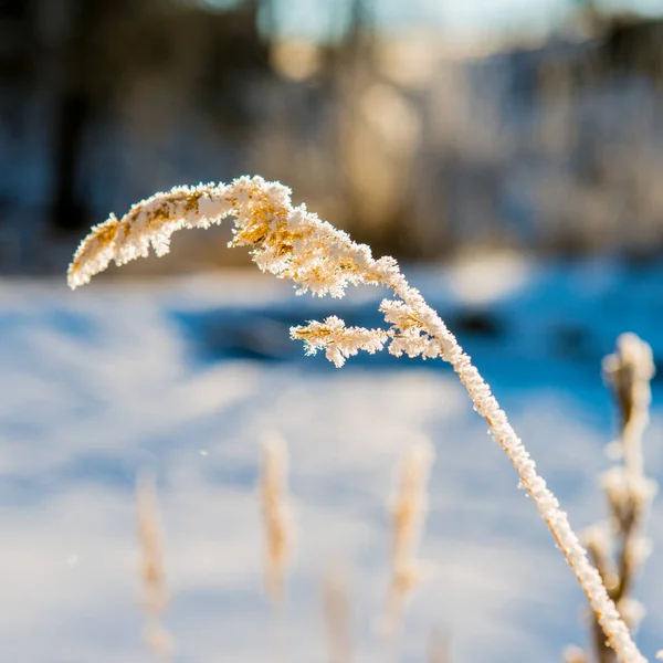 Droge Plant Bedekt Met Vorst Ijzig Winterseizoen — Stockfoto