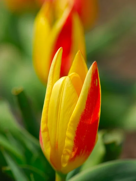 Blühende Tulpenblume Frühlingsgarten — Stockfoto