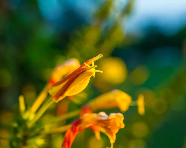 Oenothera Virágos Kert Egy Napsütéses Napon — Stock Fotó