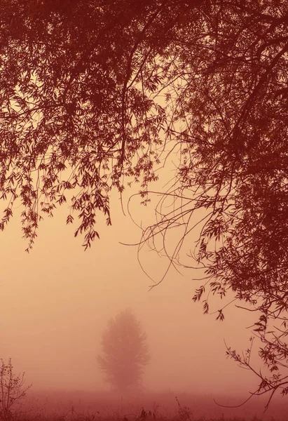 Landschaft Mit Ästen Auf Dem Hintergrund Des Baumes Nebel Der — Stockfoto