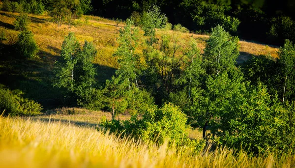 Las Liściasty Górzystej Okolicy — Zdjęcie stockowe