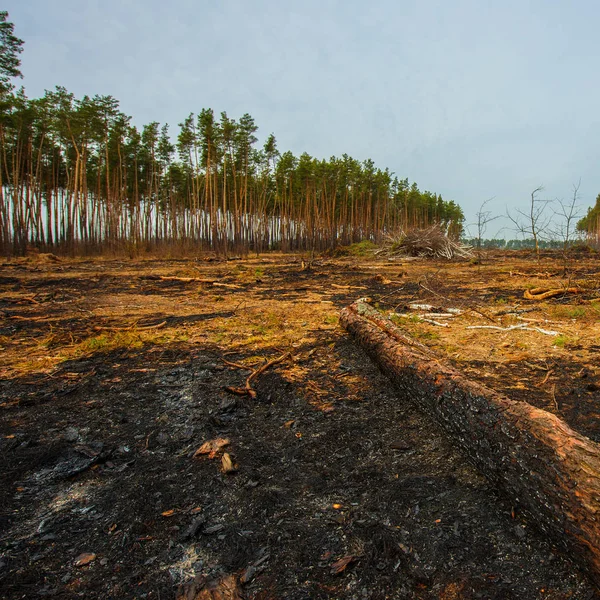 Bir Çam Ormanı Ateşe Sonra Manzara — Stok fotoğraf