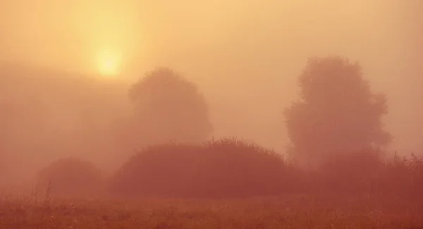 Τοπίο Δέντρα Στην Ομίχλη Στην Ύπαιθρο Φθινόπωρο Σεζόν — Φωτογραφία Αρχείου