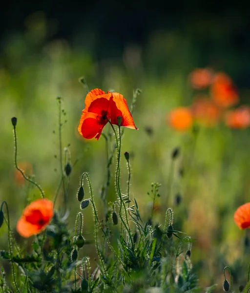 Rode Papaver Bloemen Veld Steppe — Stockfoto