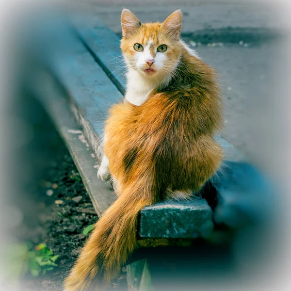 Surprised Red House Cat Looking Camera — Stock Photo, Image