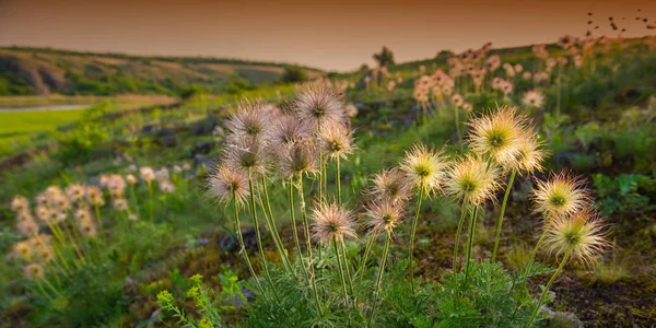 Fleurs Sauvages Sur Fond Herbe Verte Printemps — Photo