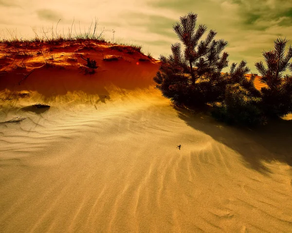 Dune Sabbia Cielo Pini Stagione Primaverile — Foto Stock