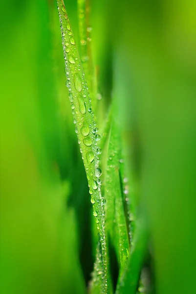 Gröna Växter Dagg Droppar Grön Bakgrund — Stockfoto