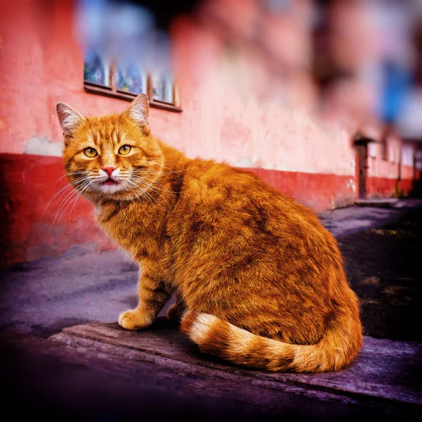 Kočku Ulici Město — Stock fotografie