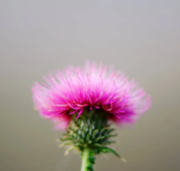 Niewyraźne Kwiat Ostu Jasnym Tle — Zdjęcie stockowe
