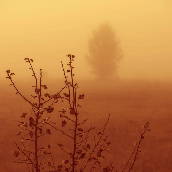 Paesaggio Con Rami Pero Selvatico Uno Sfondo Alberi Nella Nebbia — Foto Stock