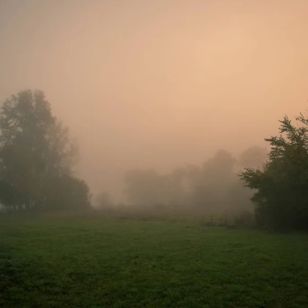 Fond Flou Plantes Paysagères Arbres Dans Brouillard Matin — Photo