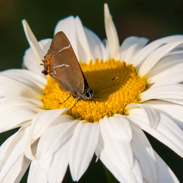 Papillon Collecte Nectar Sur Une Fleur Marguerites — Photo