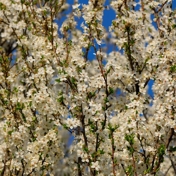 Квітуча Сливова Квітка Весняний Сезон — стокове фото