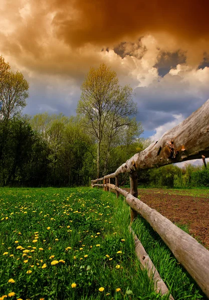 Paesaggio Rurale Recinzione Legno Alberi Che Fioriscono Denti Leone Primavera — Foto Stock