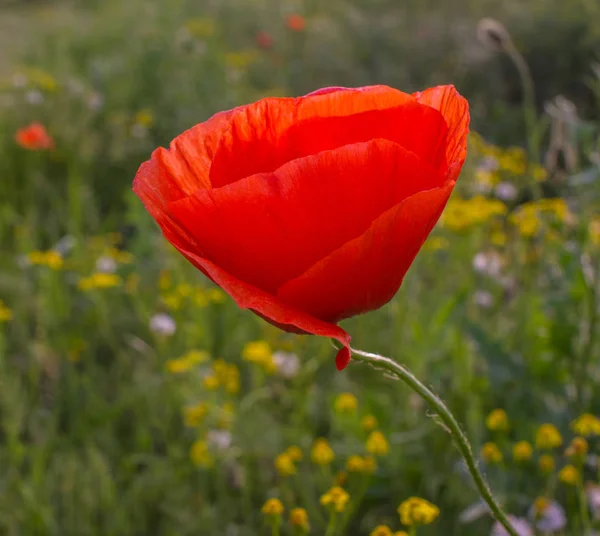 Wild Poppy Bloem Een Tarwe Field Lente Seizoen — Stockfoto
