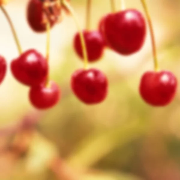 Fondo Borroso Fruta Cereza Jardín — Foto de Stock