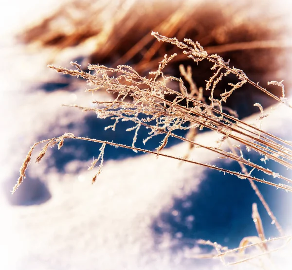 Droog Gras Bedekt Met Sneeuw Winterseizoen — Stockfoto