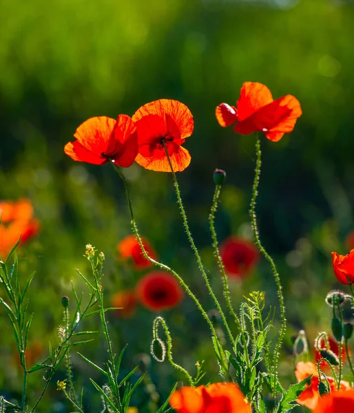 Wild Poppy Bloemen Een Veld Een Groene Onscherpe Achtergrond — Stockfoto