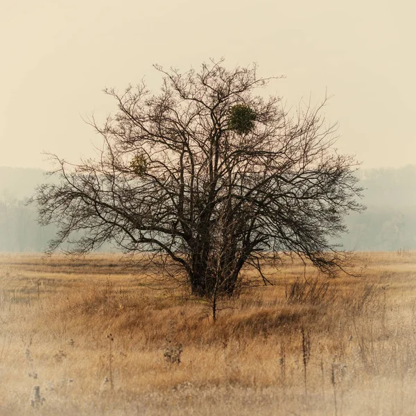 背景をぼかした写真の秋の景色の木 — ストック写真