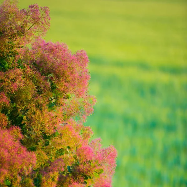Цветущие Кустарники Фоне Зеленого Поля Весенний Сезон — стоковое фото