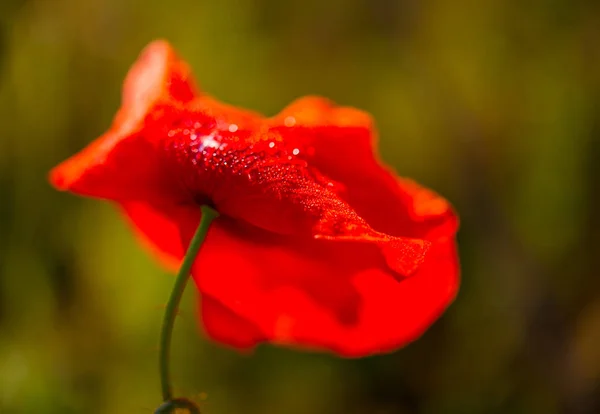 Wild Poppy Bloem Een Veld Een Groene Onscherpe Achtergrond — Stockfoto