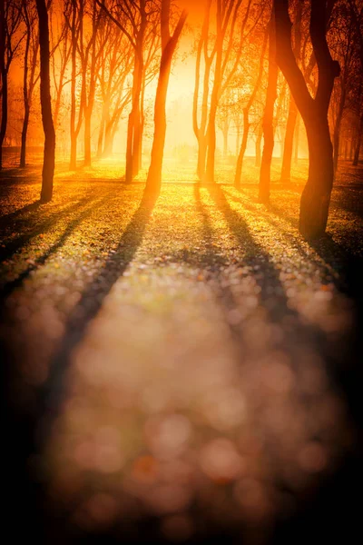 Sunny Mlhavé Ráno Stromy Spadaného Listí Podzim Park — Stock fotografie