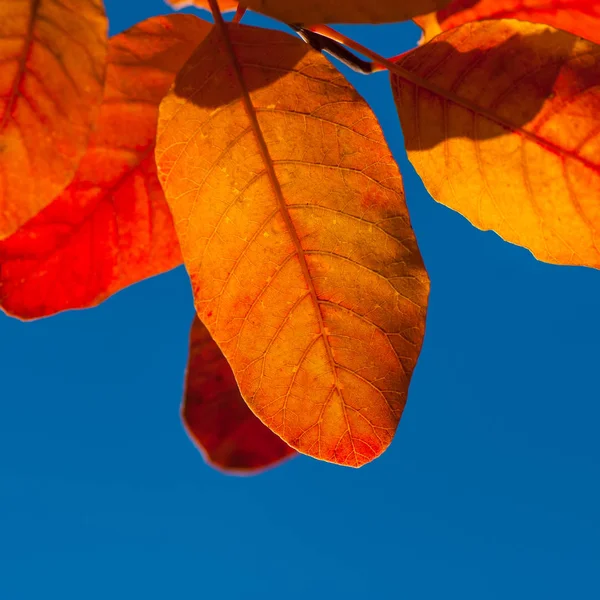 Orange Foliage Hazel Blue Background Autumn Season — Stock Photo, Image