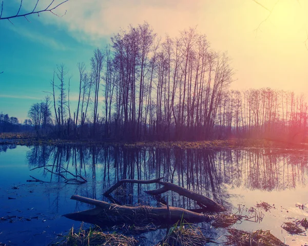 Skog Och Träd Träsket Vårsäsongen — Stockfoto