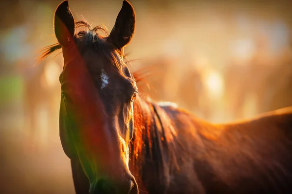 Portret Van Een Paard Achtergrond Van Kudde Een Boerderij Het — Stockfoto