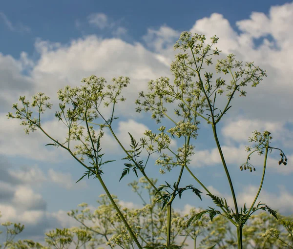 Blühende Grüne Pflanze Auf Dem Hintergrund Weißer Wolken Frühlingszeit — Stockfoto