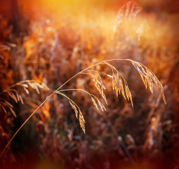 Trockene Pflanze Auf Verschwommenem Hintergrund Herbsttag — Stockfoto