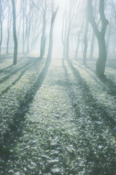 Rozmazané Pozadí Slunečný Den Podzim Park — Stock fotografie