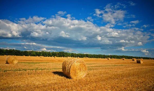 Собранная Пшеница Поле Упаковки Сена Облака Сельской Местности — стоковое фото
