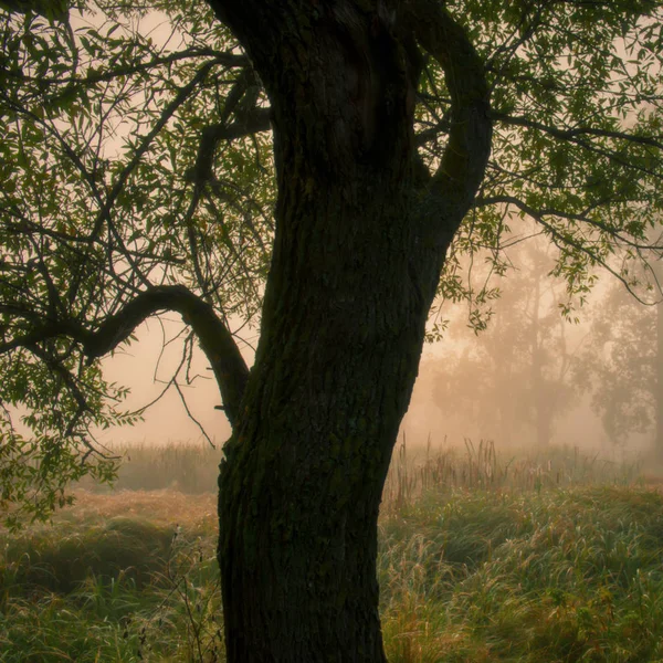 Расплывчатый Фон Ствол Дерева Туманном Фоне Леса — стоковое фото