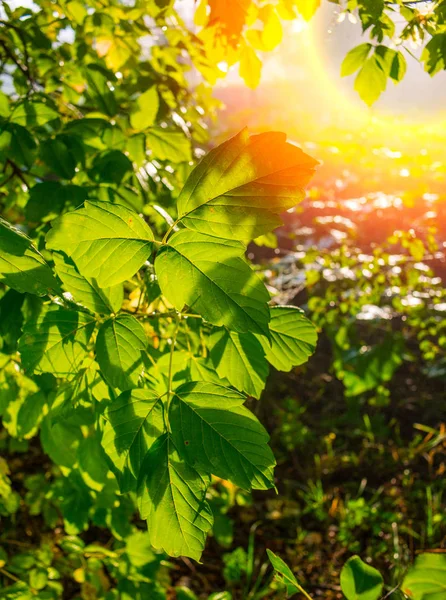 Őszi Lombozat Növények Világít Reggeli Nap — Stock Fotó