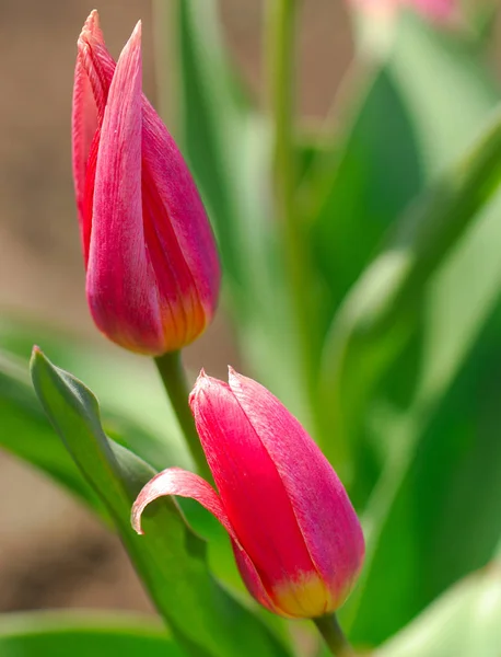 Blühende Tulpenblume Frühlingsgarten — Stockfoto