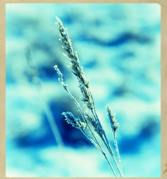Droog Gras Bedekt Met Sneeuw Winterseizoen — Stockfoto