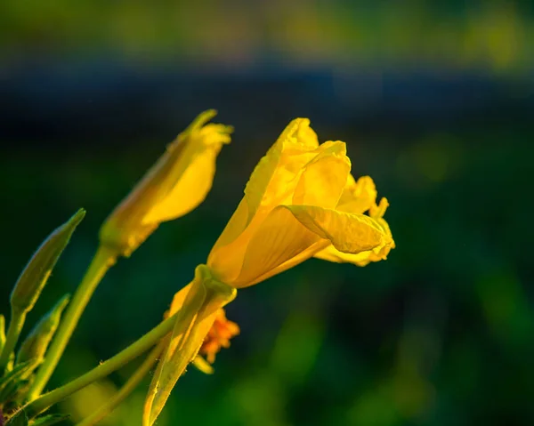 Oenothera Jardin Fleuri Par Une Journée Ensoleillée — Photo