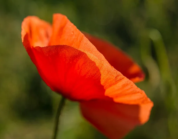 Rode Papaver Bloem Veld Een Zonnige Dag — Stockfoto