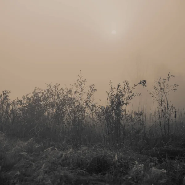 Niewyraźne Tło Krajobraz Rośliny Drzewa Mgłę Rano — Zdjęcie stockowe