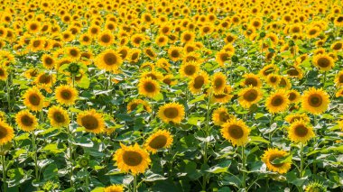 Güneşli bir günde, kırsal manzara çiçek açan Ayçiçeği tarlası