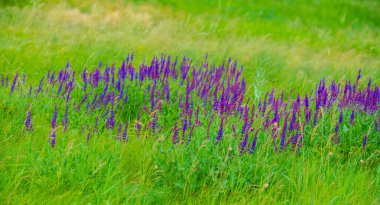 yeşil alan ve çayır çiçekler, kırsal manzara